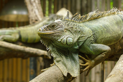 Close-up of a lizard