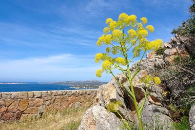 Scenic view of sea against sky, close-up of flower