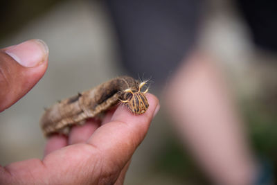 Close-up of hand holding small