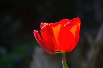 Close-up of red tulip