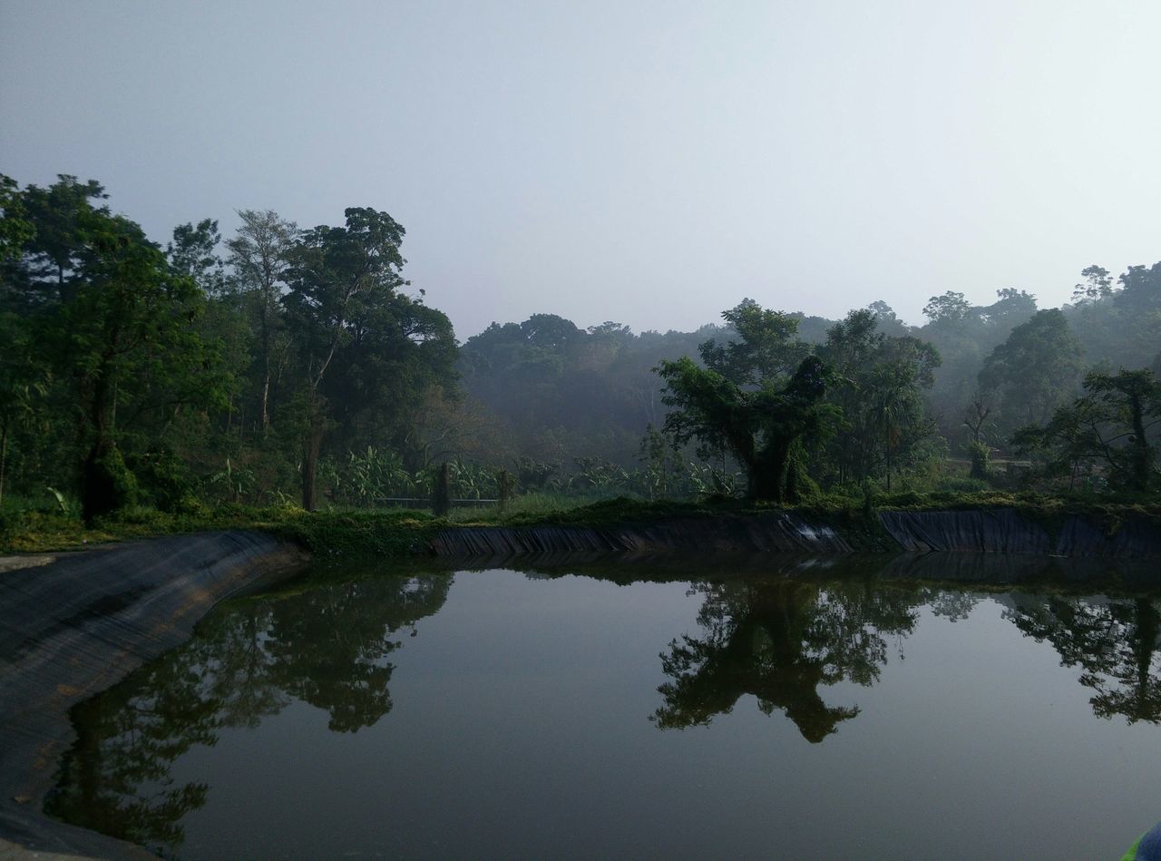 tree, water, reflection, tranquility, tranquil scene, clear sky, lake, scenics, beauty in nature, standing water, waterfront, nature, copy space, calm, river, idyllic, growth, sky, non-urban scene, day