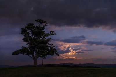 Silhouette tree on field against sky at sunset