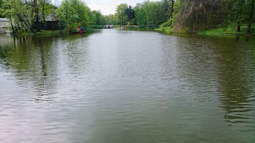 Reflection of trees in lake