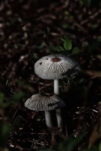 Close-up of mushroom in forest