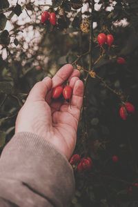 Cropped hand of person holding fruit