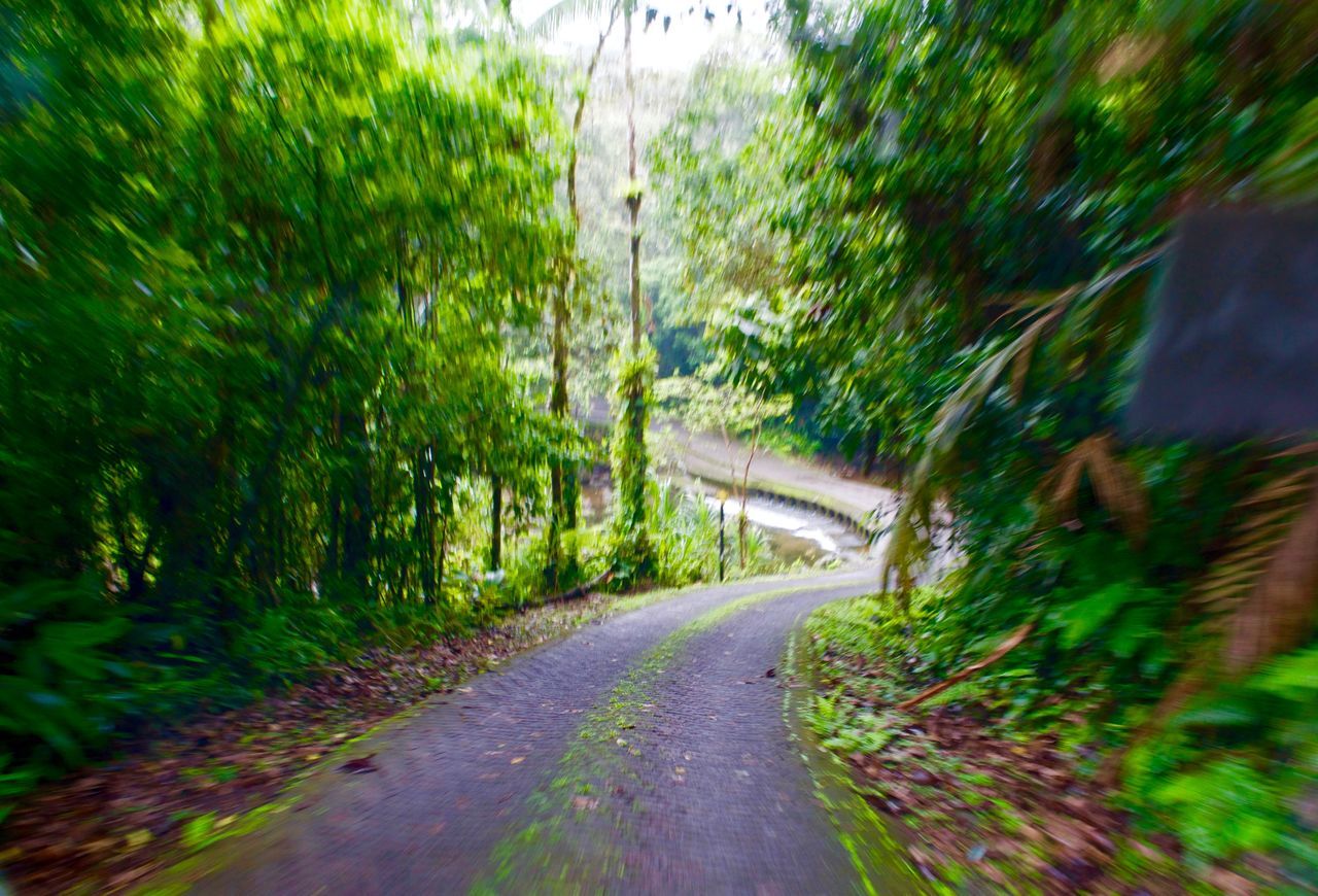 road, transportation, the way forward, tree, long, tranquil scene, growth, tranquility, non-urban scene, green color, passing, nature, day, diminishing perspective, plant, outdoors, empty road, curve, narrow, green, scenics, vanishing point, journey, solitude, single lane road, beauty in nature, countryside, country road