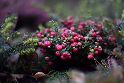 Close-up of berries growing on tree