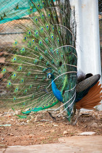 Close-up of peacock