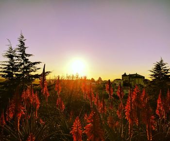 Plants growing on field against sky during sunset