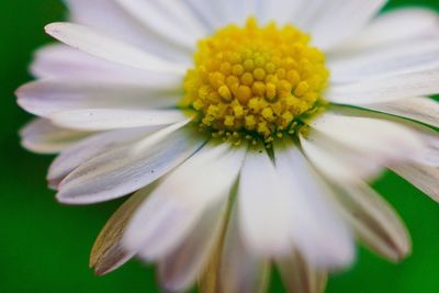 Close-up of flower against blurred background