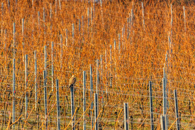 Full frame shot of dry plants on field