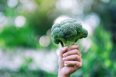 Cropped image of hand holding plant