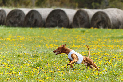 Pharaoh hound dog in white shirt running and chasing lure in the field on coursing competition