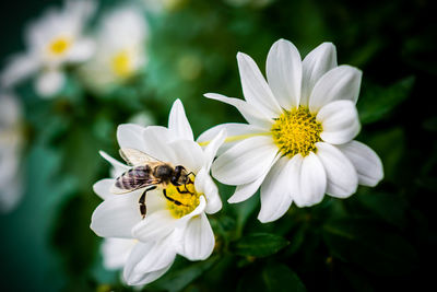 Close-up of bee pollinating on flower