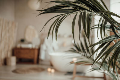 Potted plant on table