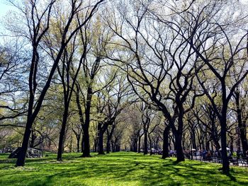 Footpath passing through bare trees