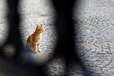 Stray cat looking to nothing.