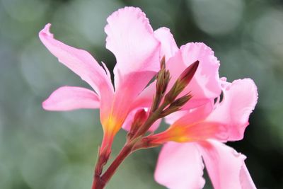 Close-up of pink rose flower