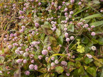 Close-up of purple flowering plants