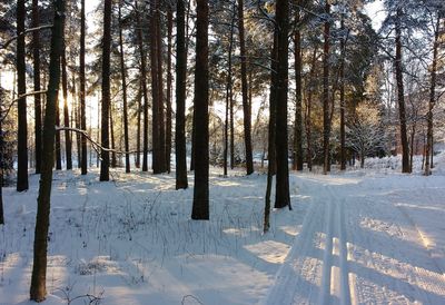 Trees on snow covered field during winter