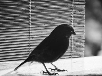 Close-up of bird perching outdoors