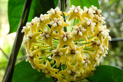 Close-up of yellow flowering plant