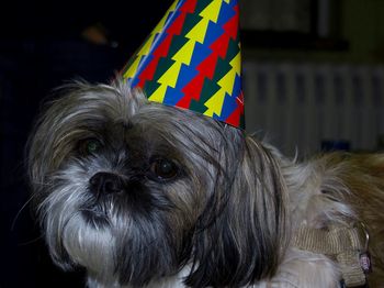 Close-up portrait of a dog
