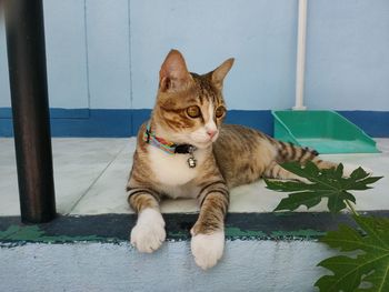 Cat sitting on looking away