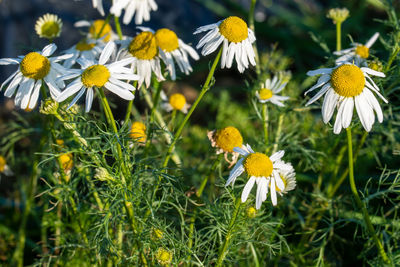 Close-up of daisy flowers on field