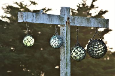 Close-up of christmas lights hanging from tree