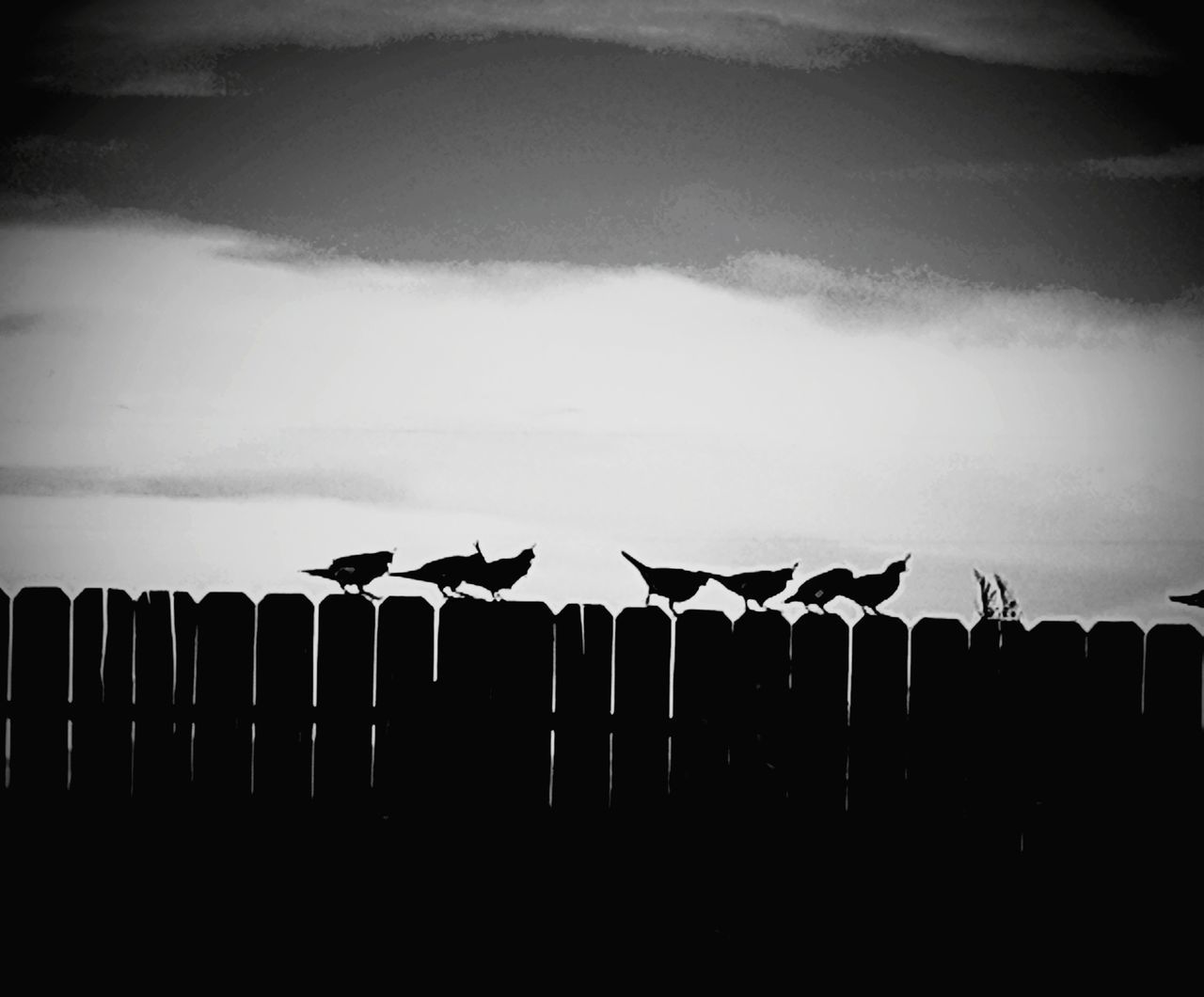 SILHOUETTE BIRDS FLYING AGAINST SKY DURING SUNSET