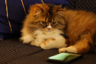 Portrait of cat resting on bed