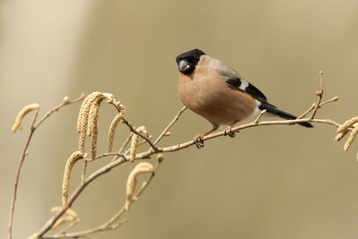 Close-up of bird perching on plant