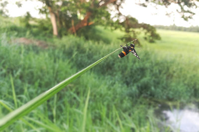 Close-up of insect on grass