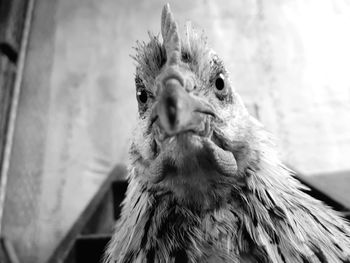 Close-up of a bird