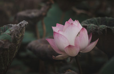 Close-up of pink water lily