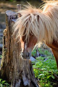 Close-up of a horse