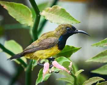 Close-up of a bird perching on a plant