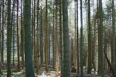 Tall trees in forest