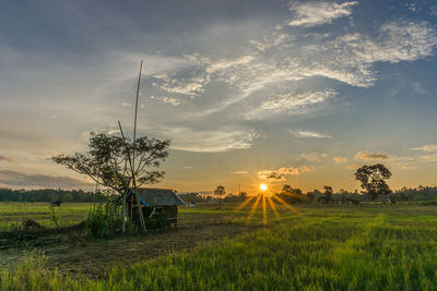 Scenic view of agricultural field against sky during sunset