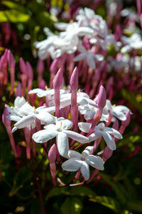 Close-up of pink flowering plant