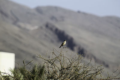 Bird perching on a mountain