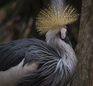 Close-up of bird