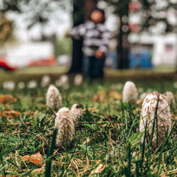 Close-up of mushrooms growing on field