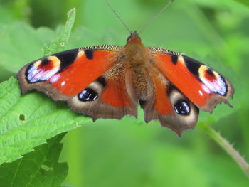 Close-up of butterfly on leaf