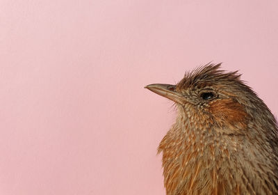 Close-up of a bird against wall