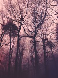 Low angle view of bare trees in forest