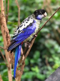 Close-up of bird perching on tree