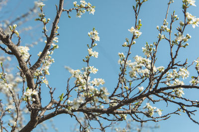 Low angle view of plum blossoms against sky