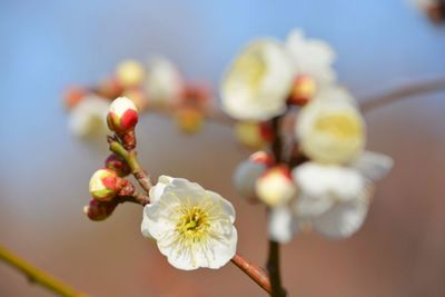 Close-up of plum blossoms in spring